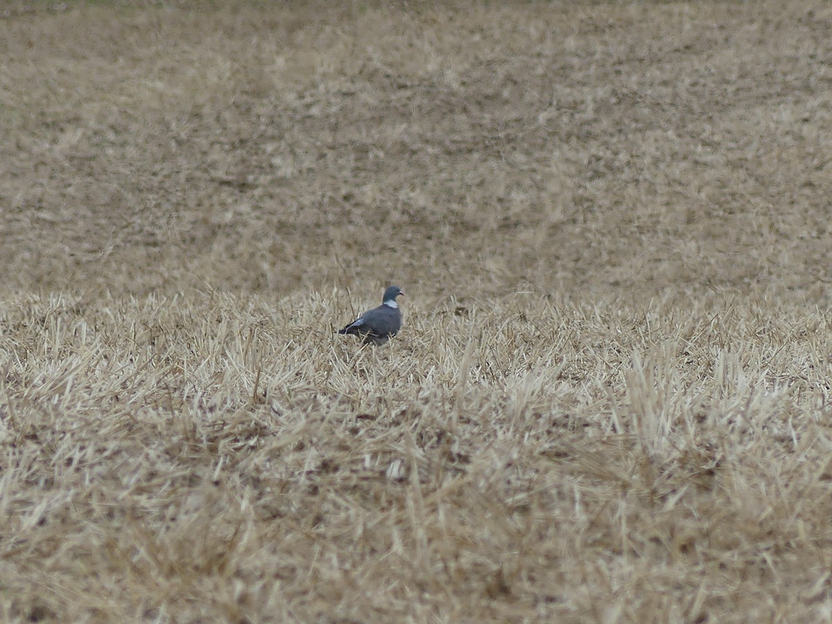 Common Wood-Pigeon - ML581085481