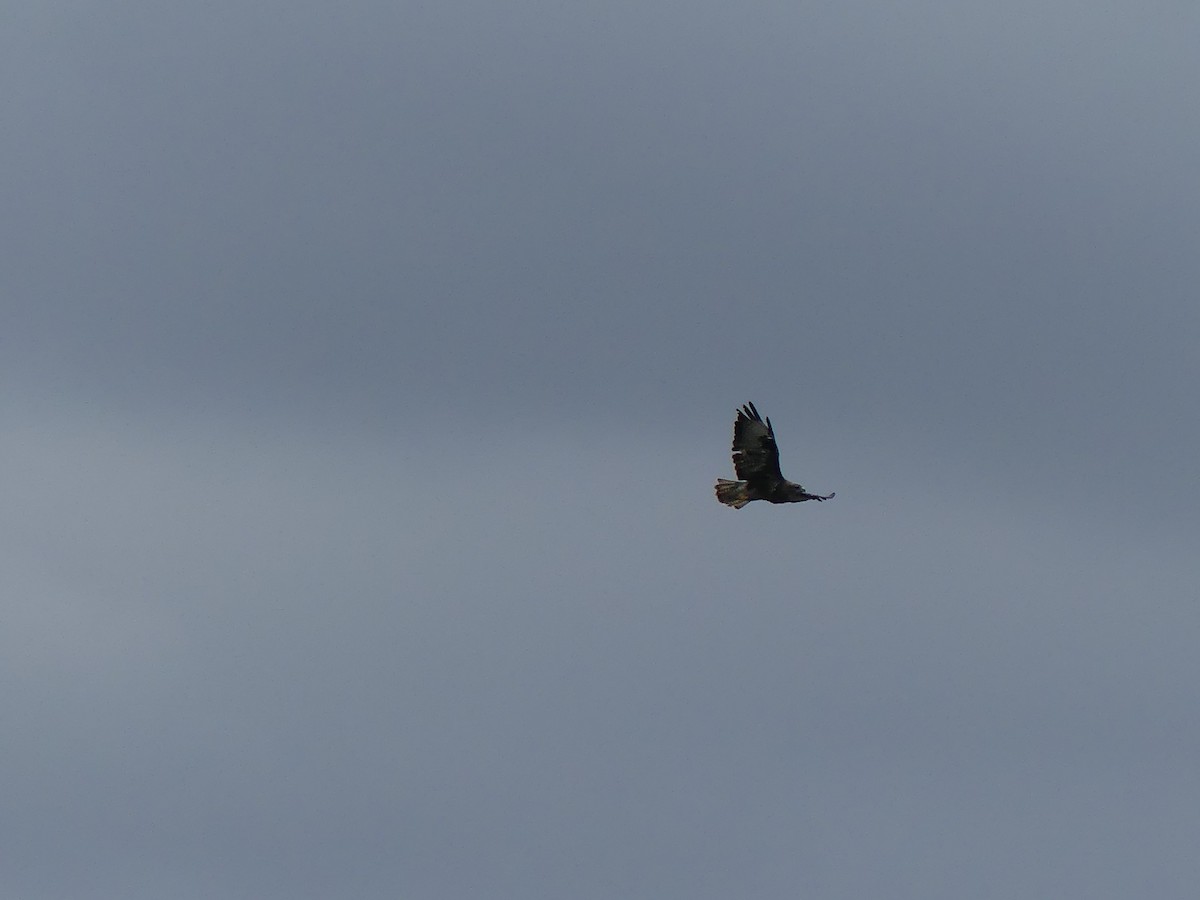 Common Buzzard - ML581085631