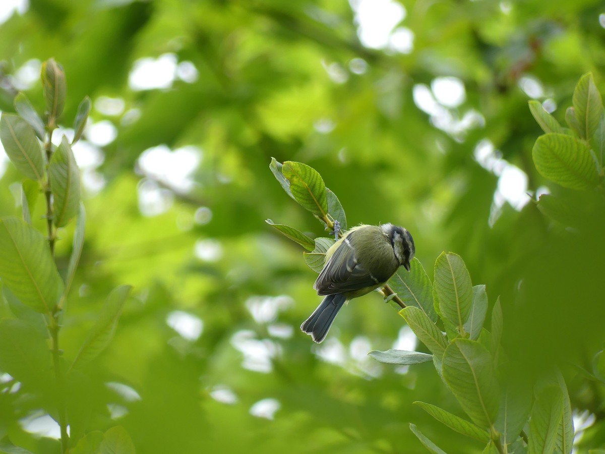 Eurasian Blue Tit - ML581085751
