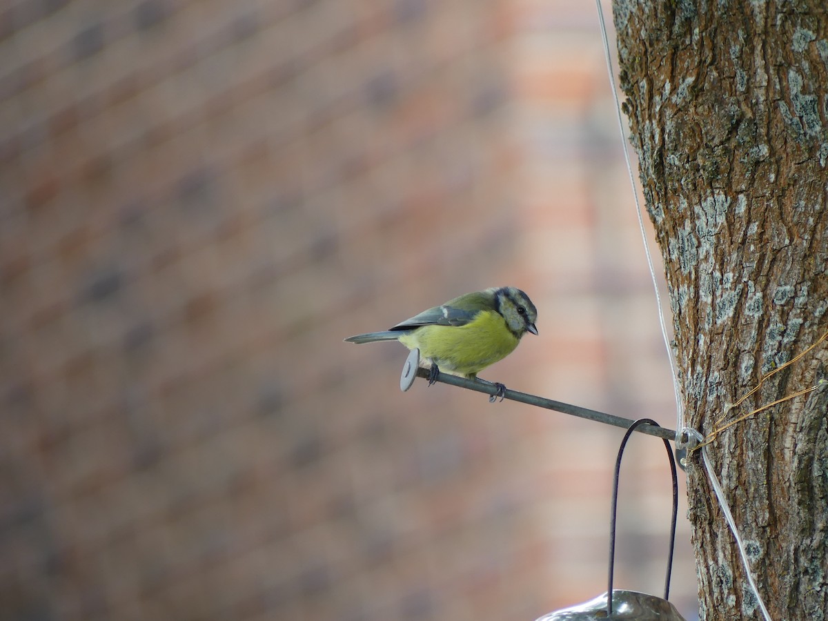 Eurasian Blue Tit - ML581085801