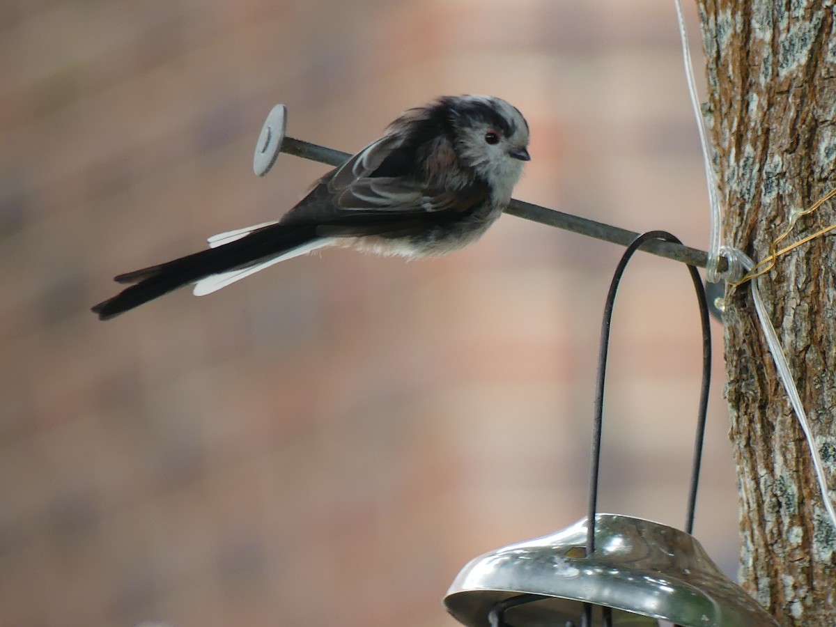 Long-tailed Tit - ML581085911