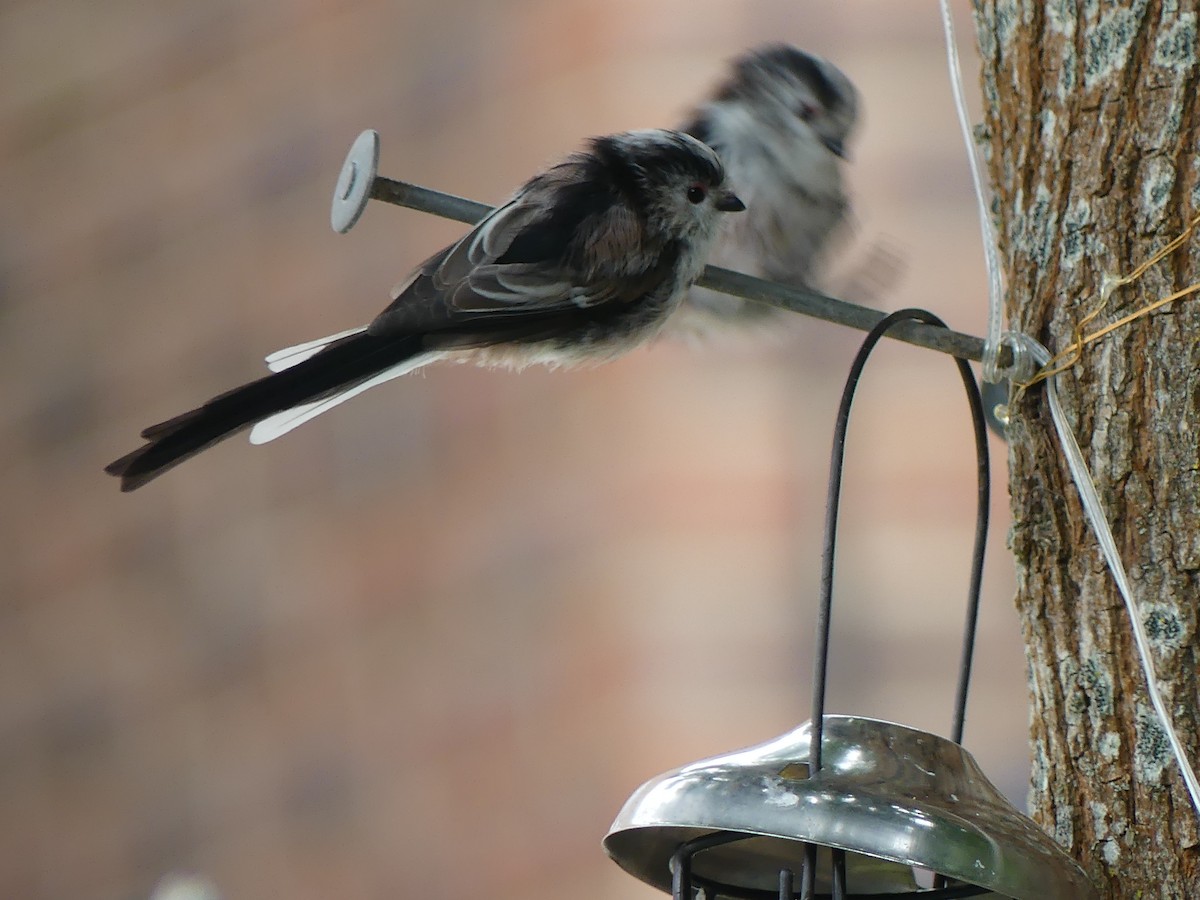 Long-tailed Tit - ML581085941