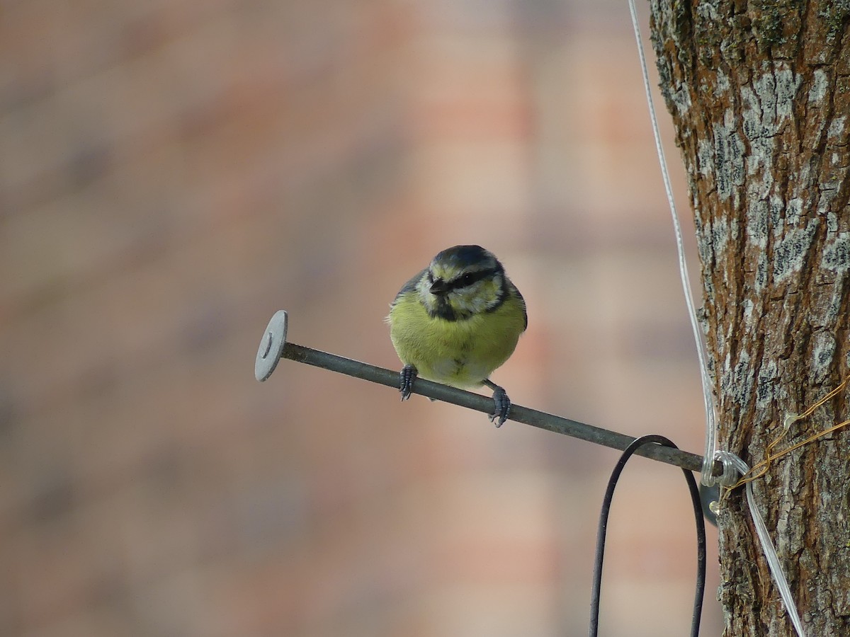 Eurasian Blue Tit - ML581085991