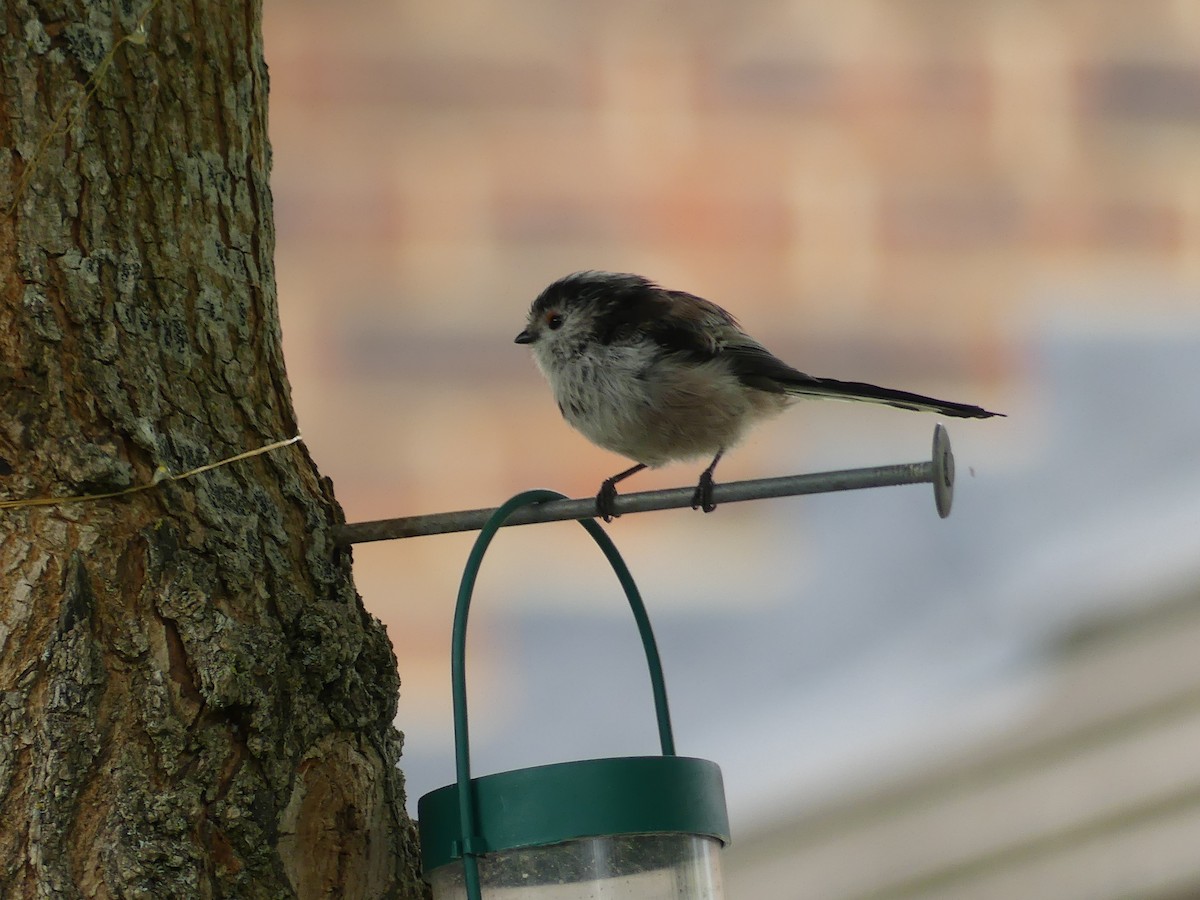 Long-tailed Tit - ML581086031