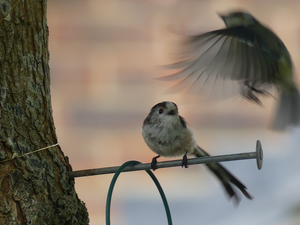 Long-tailed Tit - ML581086041