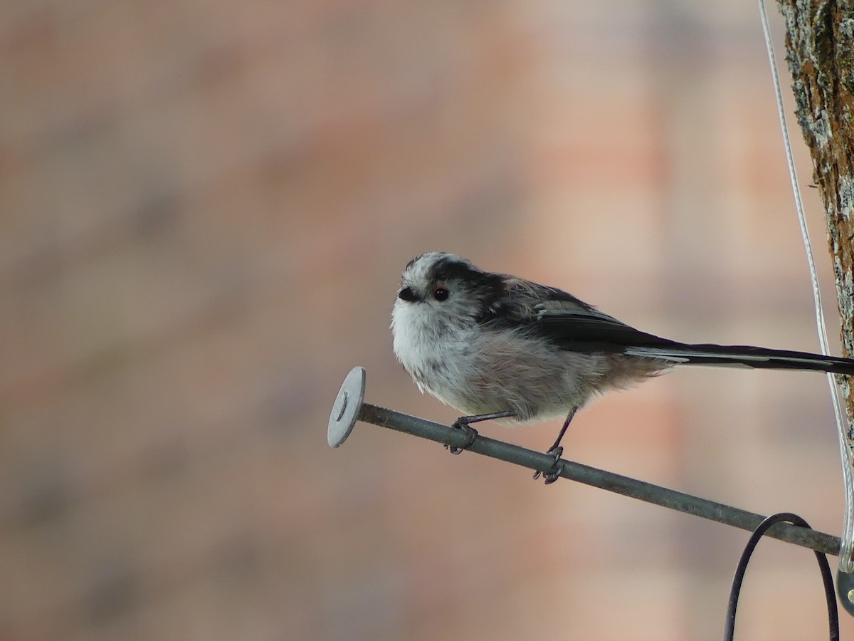 Long-tailed Tit - ML581086091
