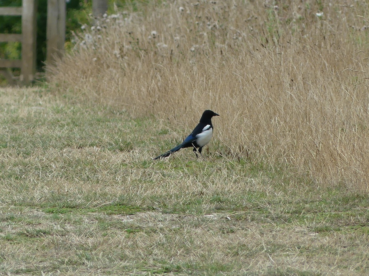 Eurasian Magpie - ML581086181