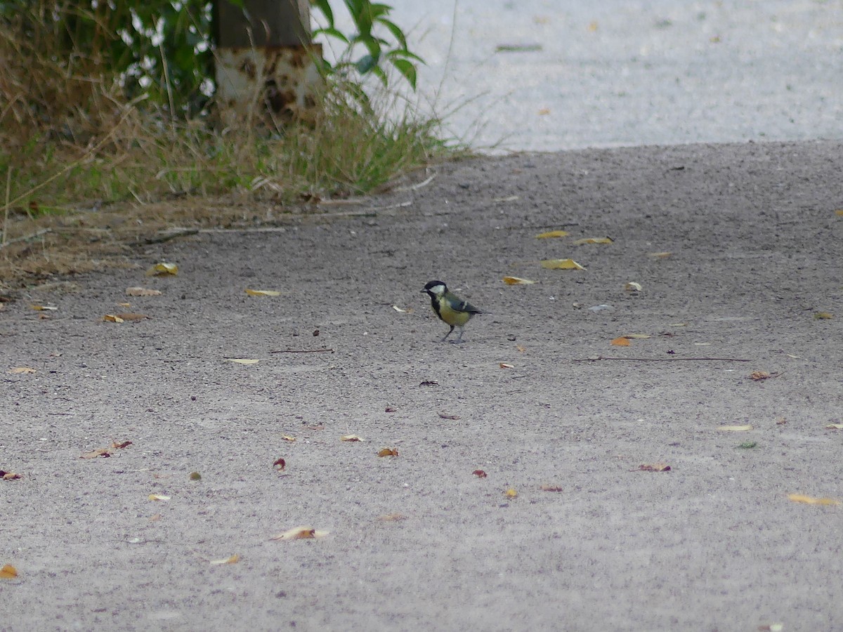 Great Tit - ML581086201