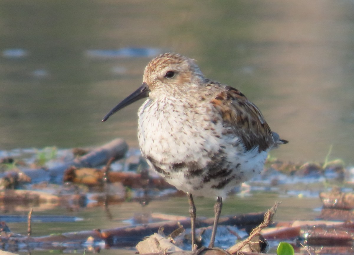 Dunlin - dave chase