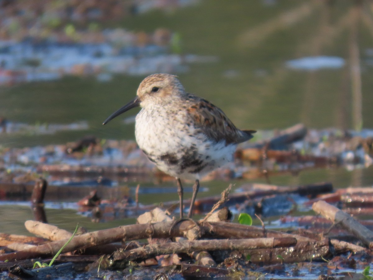 Dunlin - dave chase