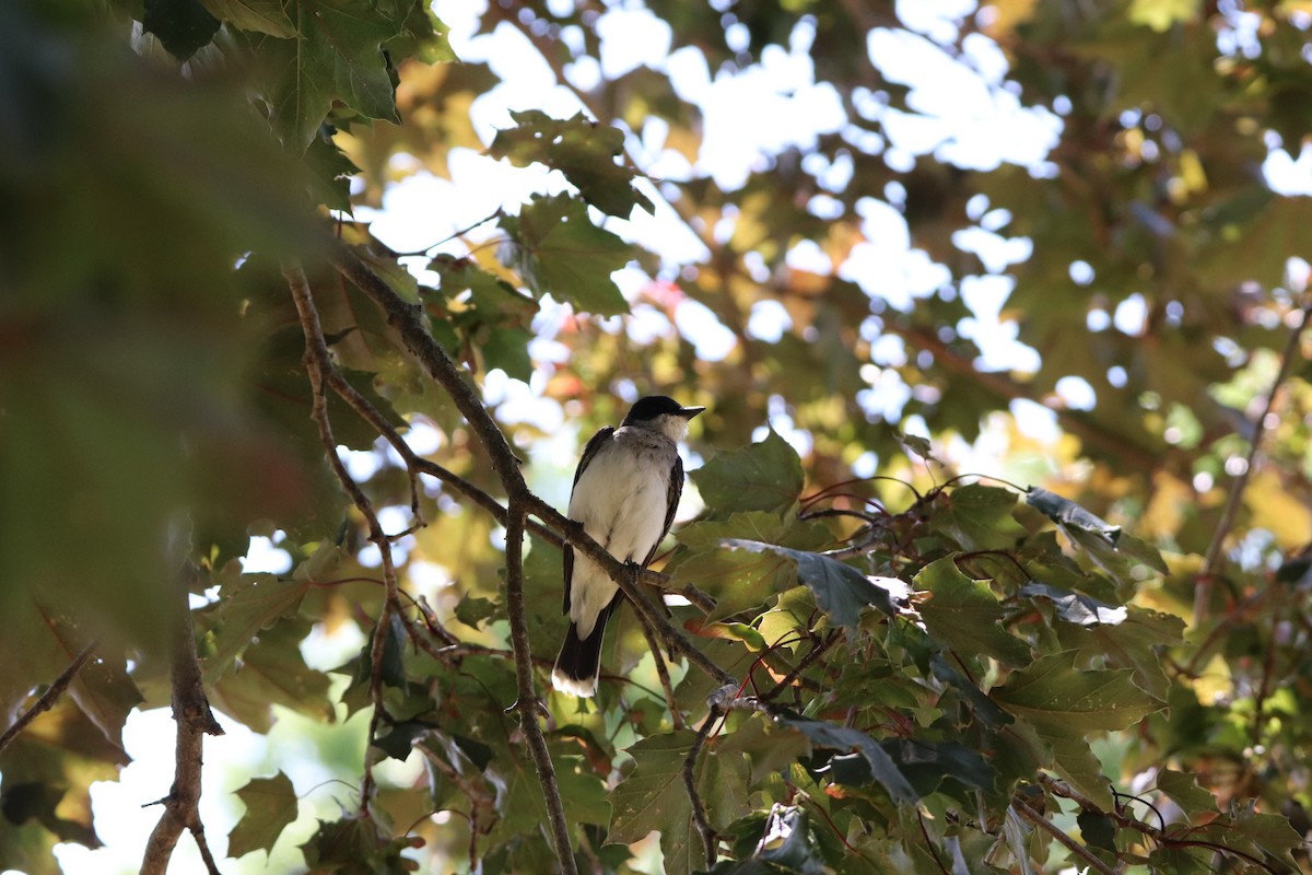 Eastern Kingbird - Darla Shank