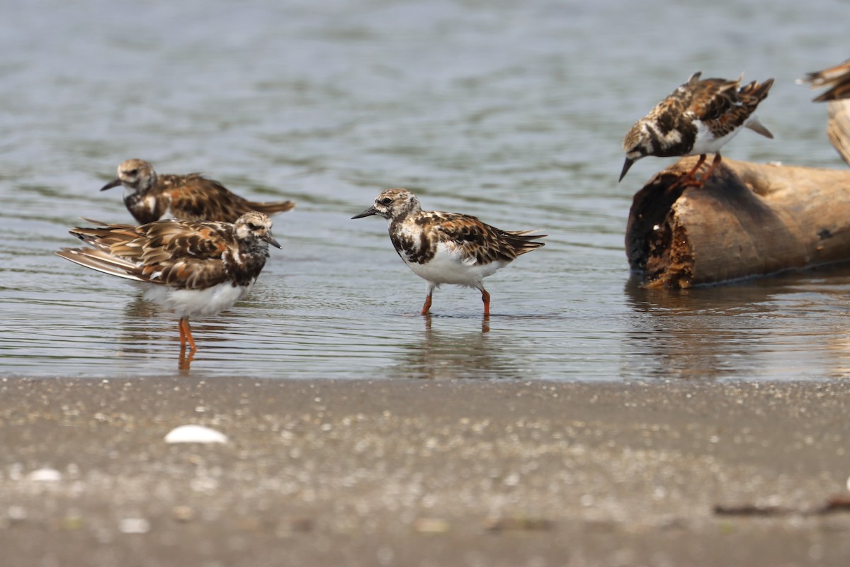 Ruddy Turnstone - ML581086421