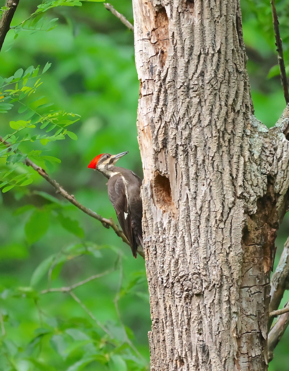 Pileated Woodpecker - Anir Bhat