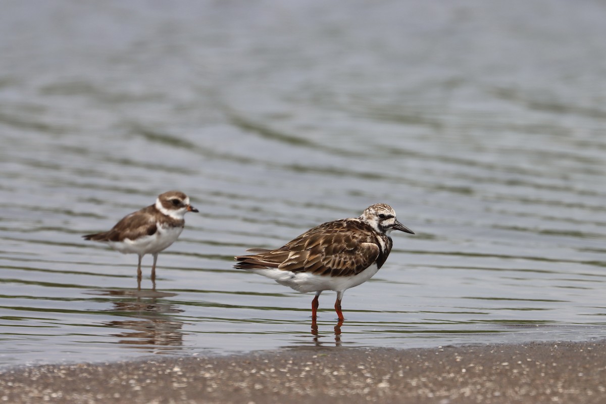 Ruddy Turnstone - ML581086981