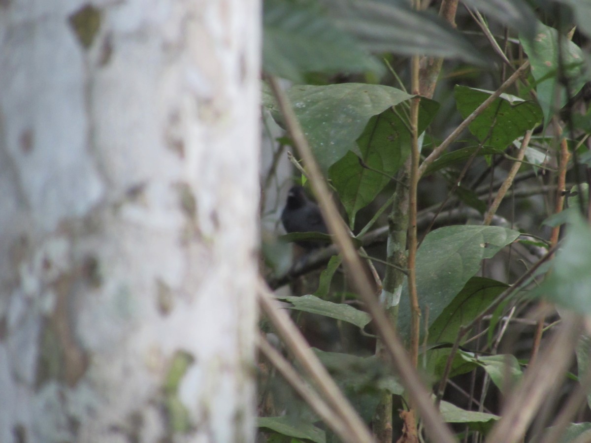 Black-headed Antbird - Lia Kajiki