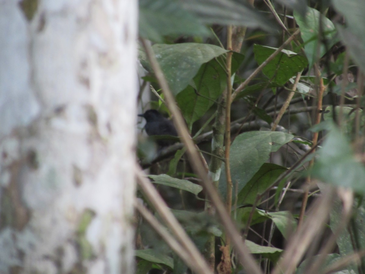 Black-headed Antbird - Lia Kajiki