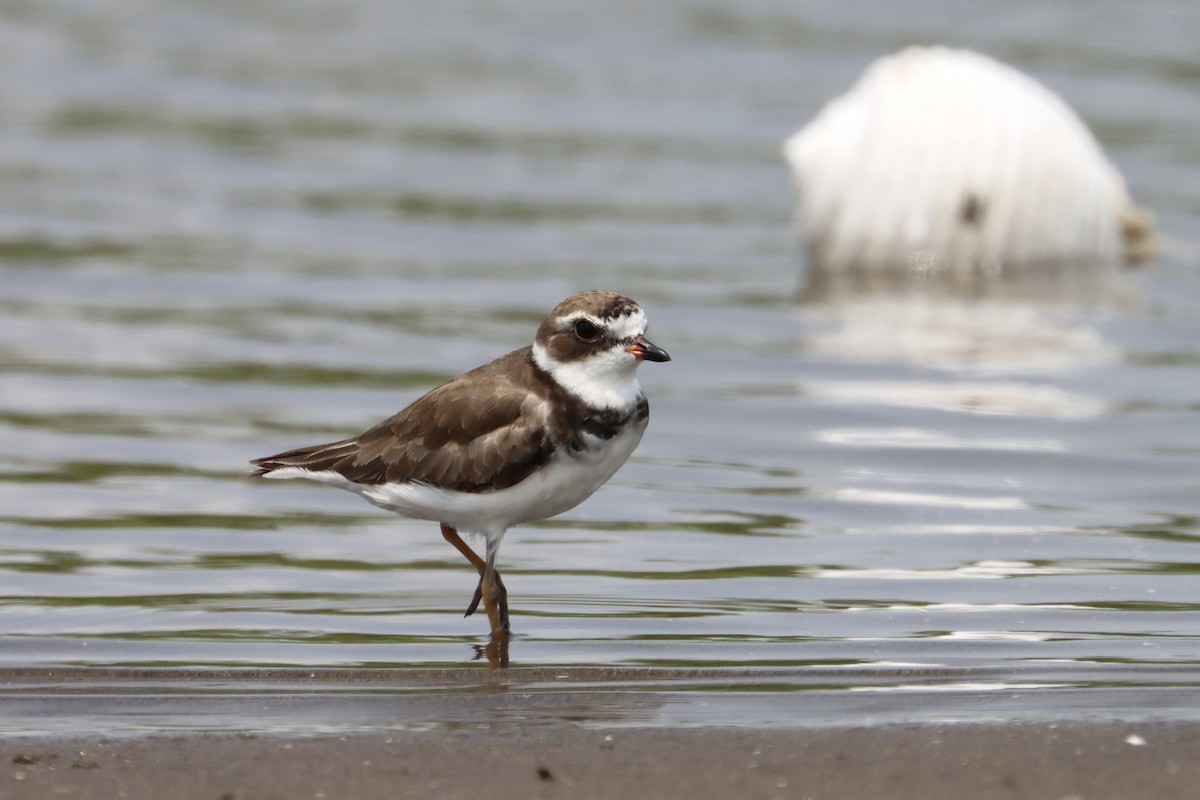 Semipalmated Plover - ML581088141