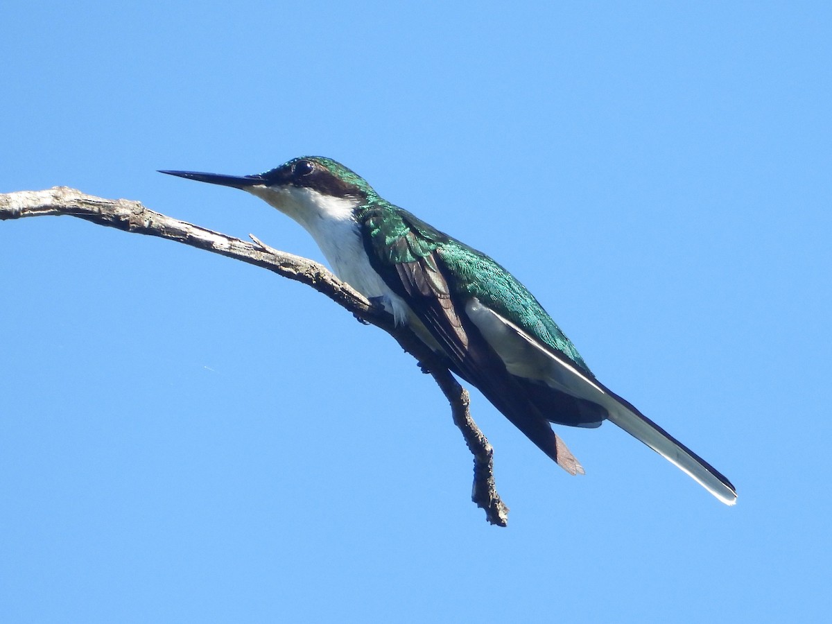 kolibřík černouchý - ML581088951