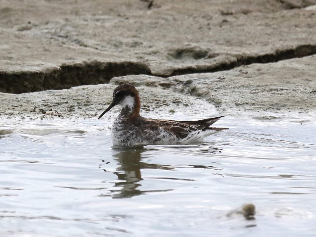 Red-necked Phalarope - ML581089241