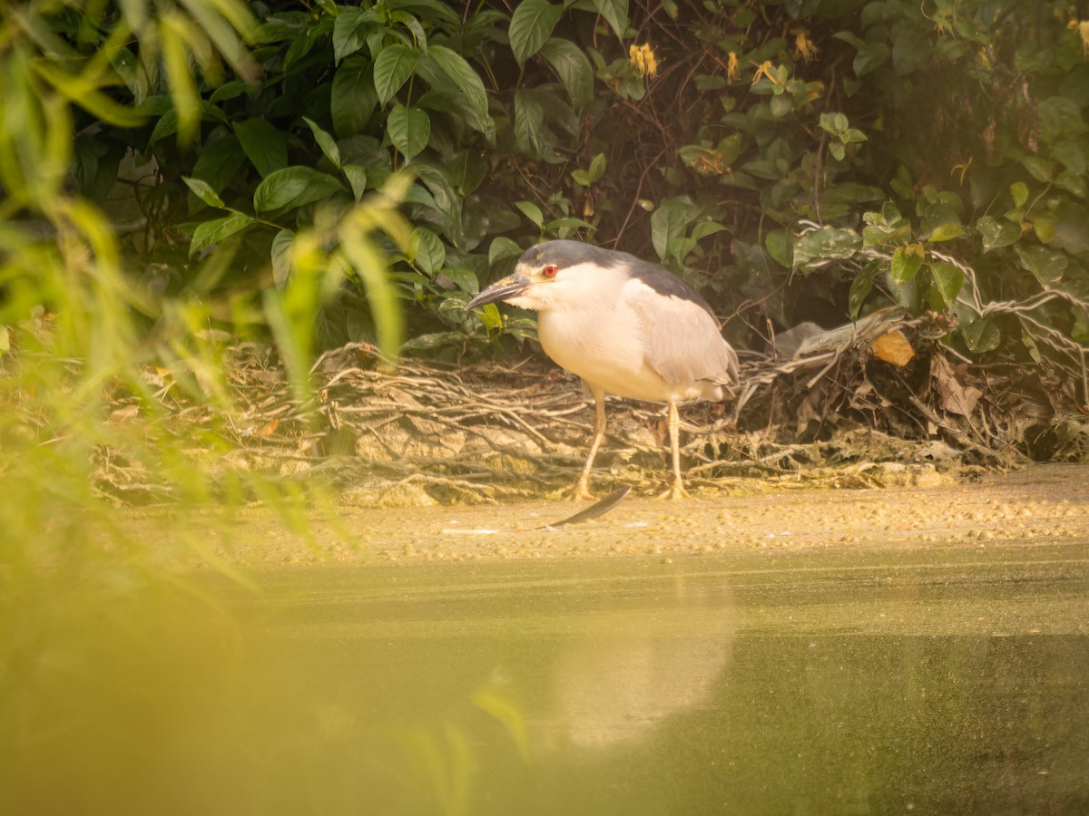 Black-crowned Night Heron - ML581091301