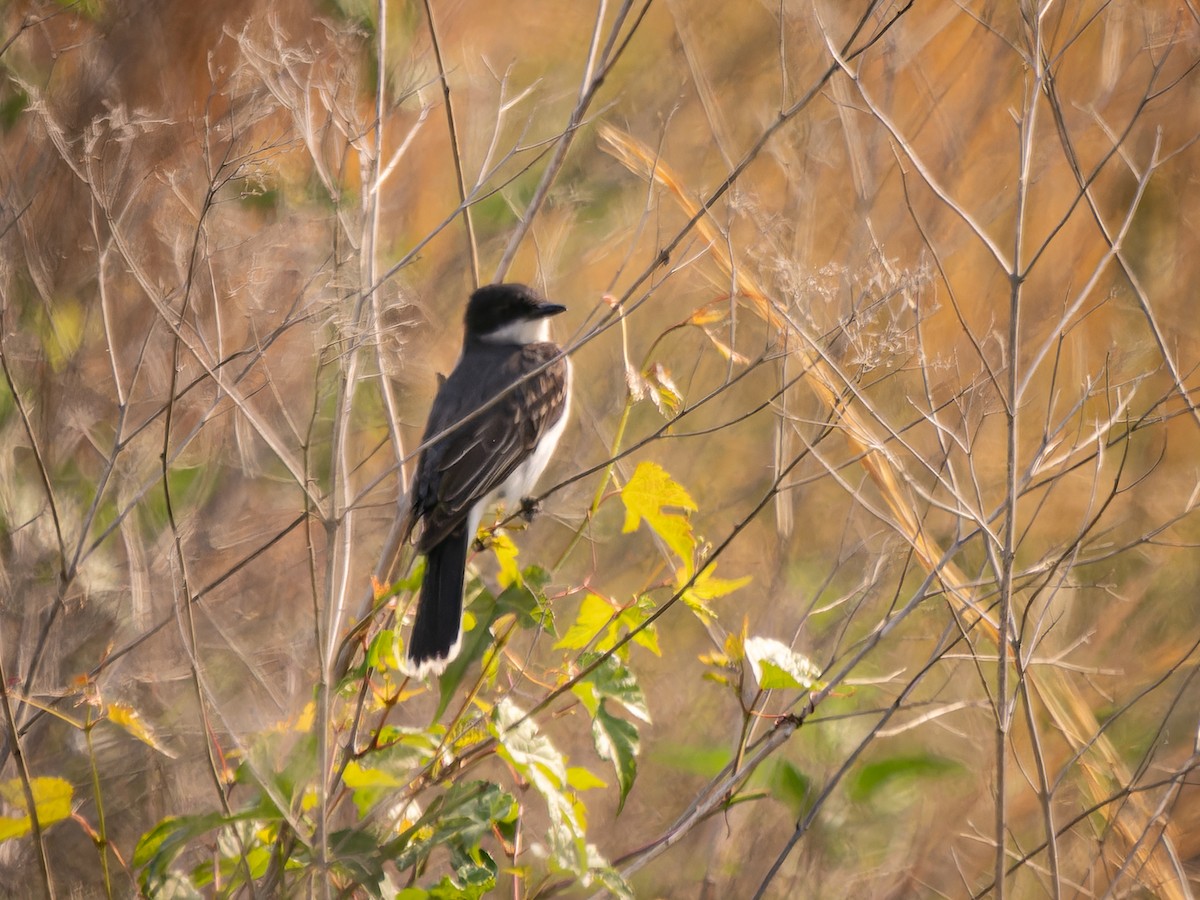 Eastern Kingbird - ML581091401