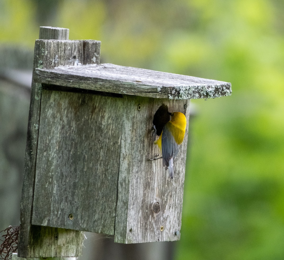 Prothonotary Warbler - ML581091421