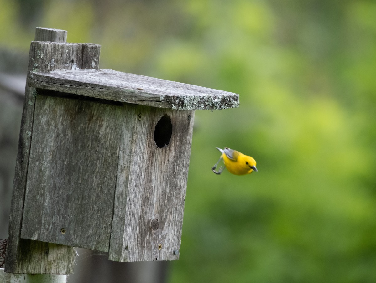 Prothonotary Warbler - ML581091431
