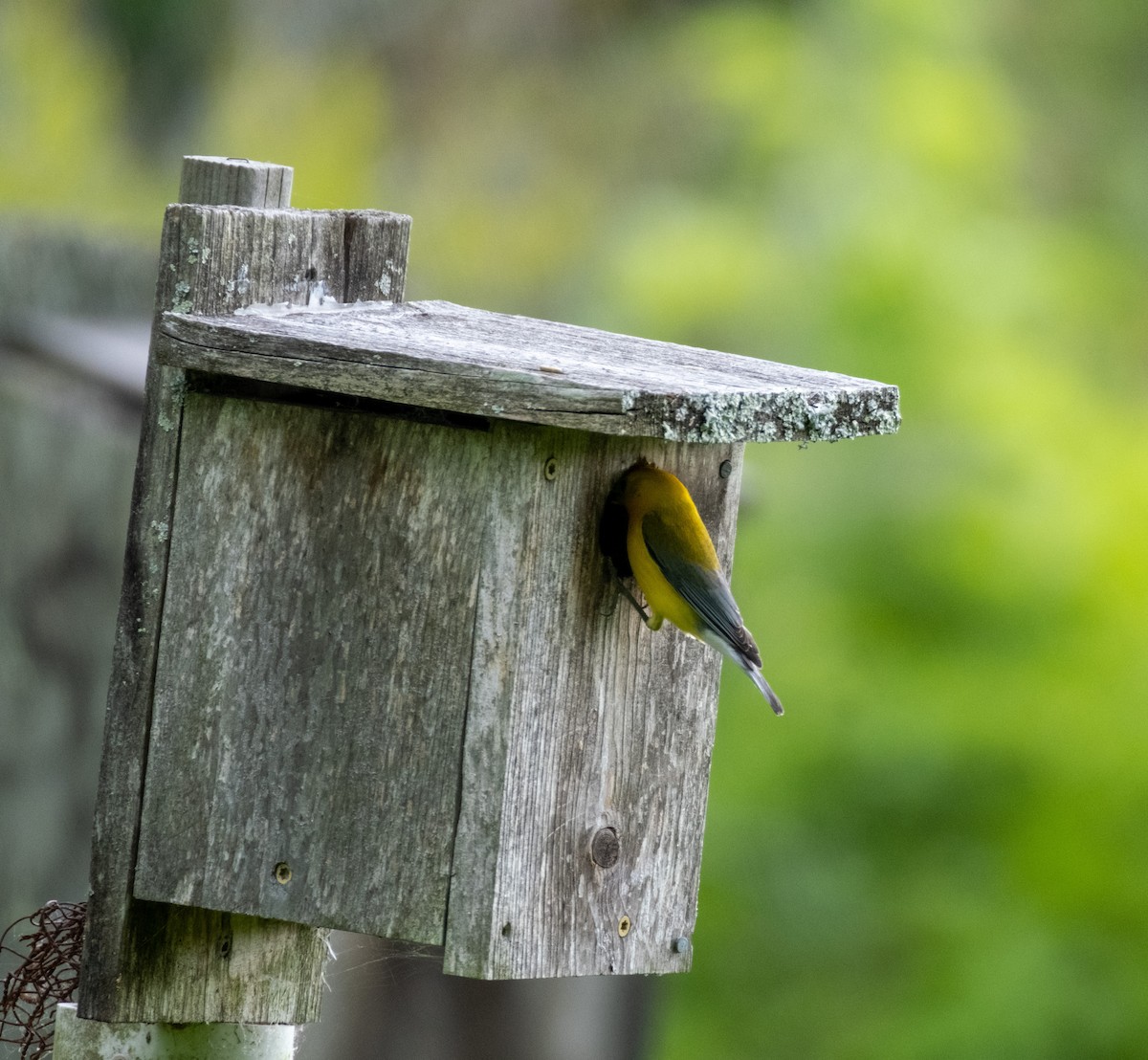 Prothonotary Warbler - ML581091441
