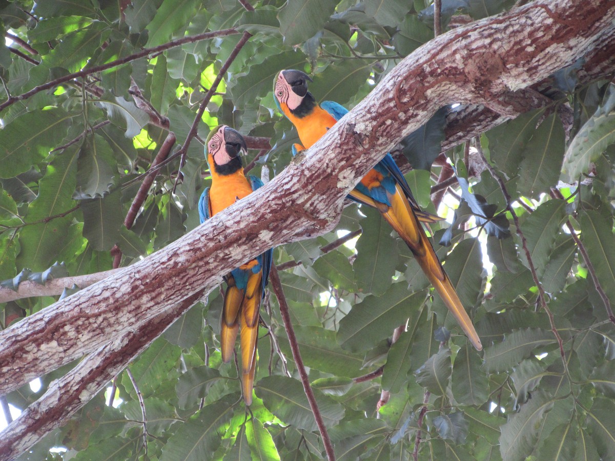 Blue-and-yellow Macaw - ML581091591