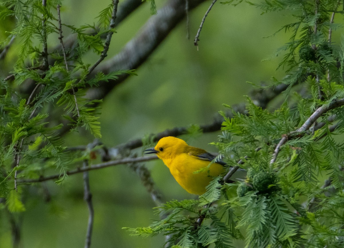 Prothonotary Warbler - ML581091671