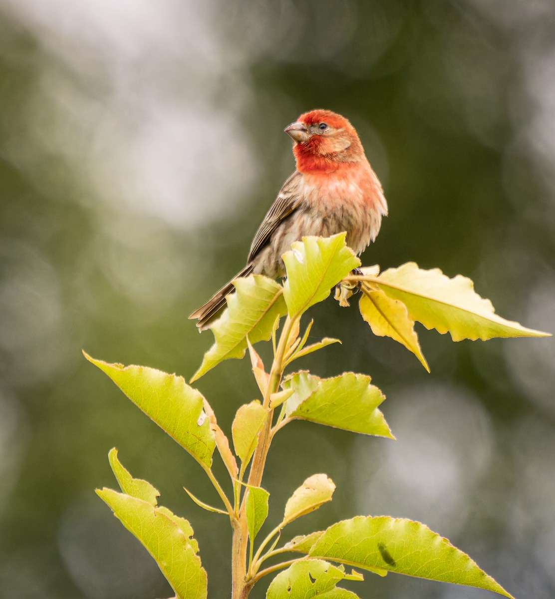 House Finch - Deborah Berlyne