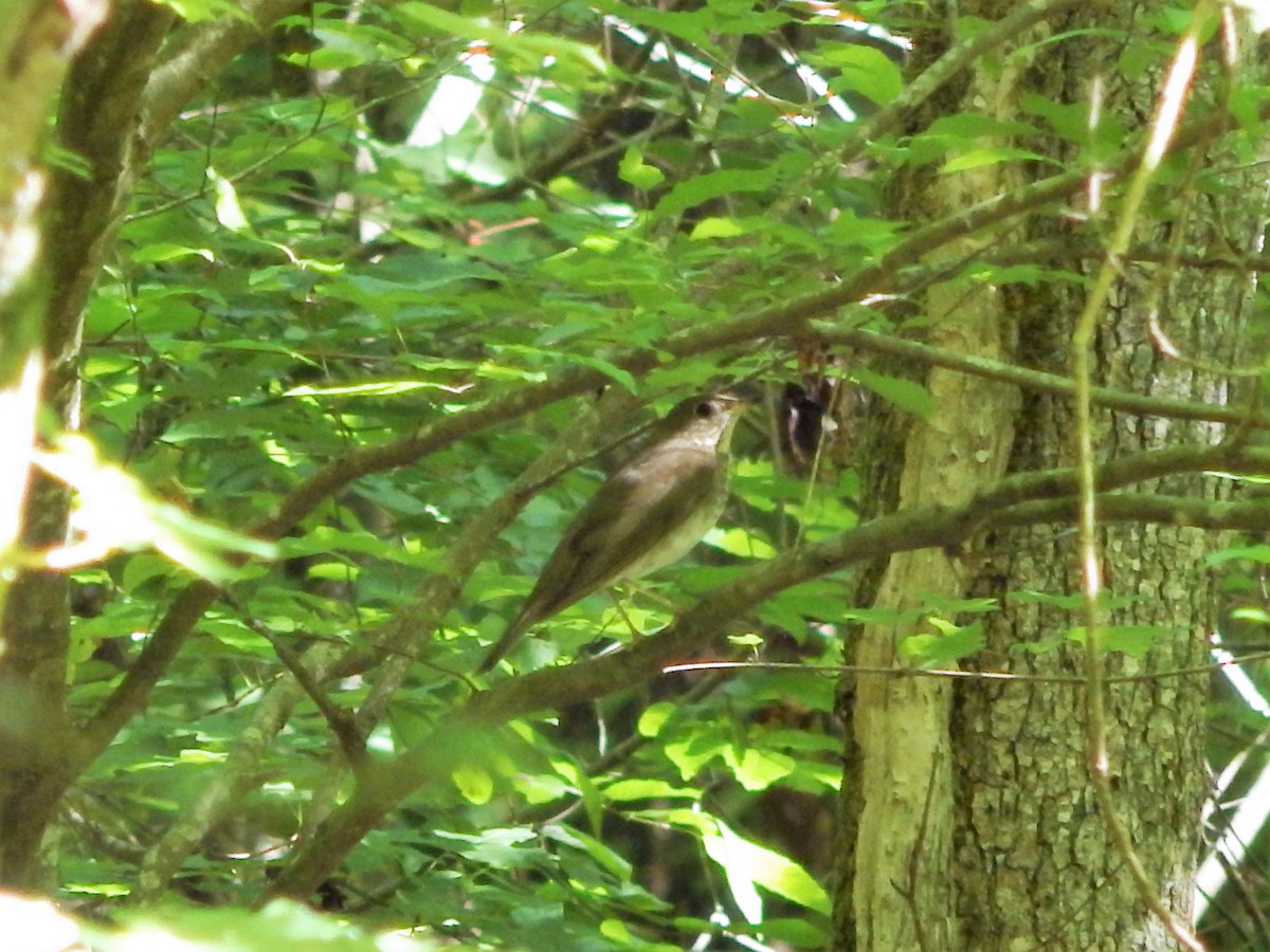 Gray-cheeked Thrush - ML58109181