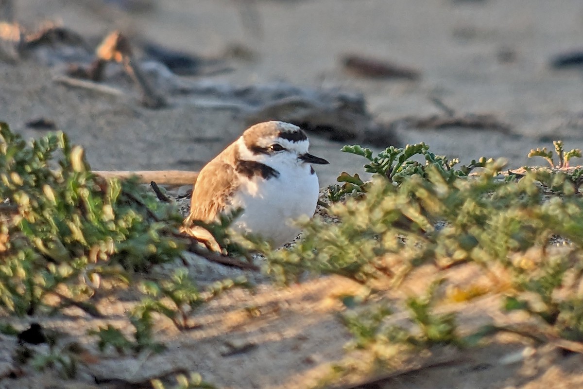 Snowy Plover (nivosus) - ML581092751