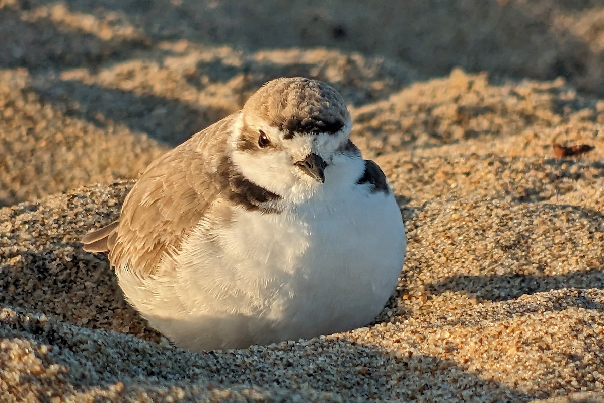 Snowy Plover (nivosus) - ML581092821