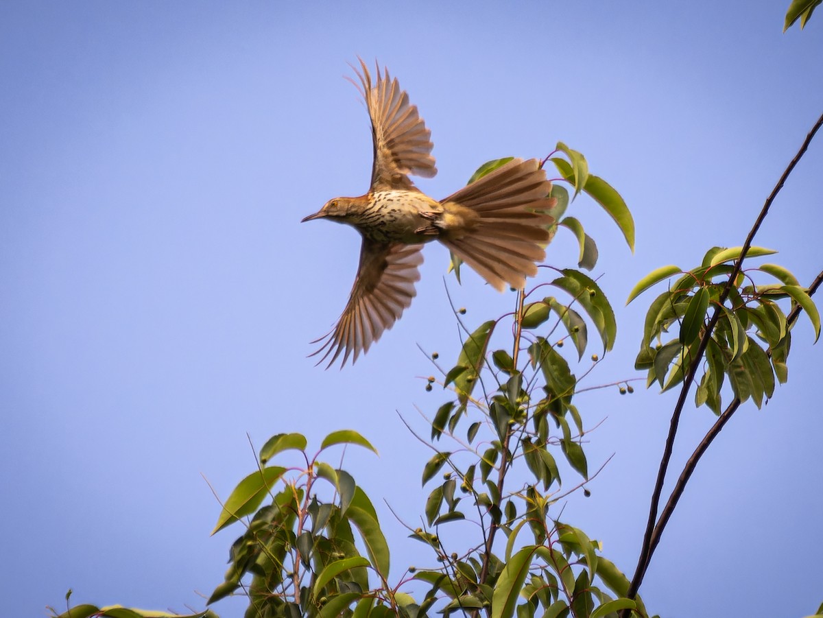 Brown Thrasher - ML581093031