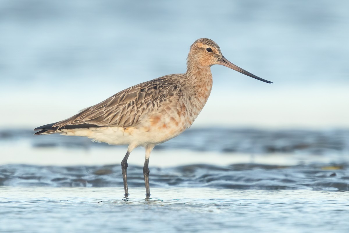 Bar-tailed Godwit - ML581093701