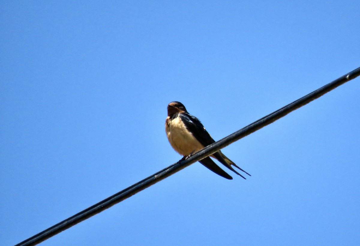 Barn Swallow - ML581095781