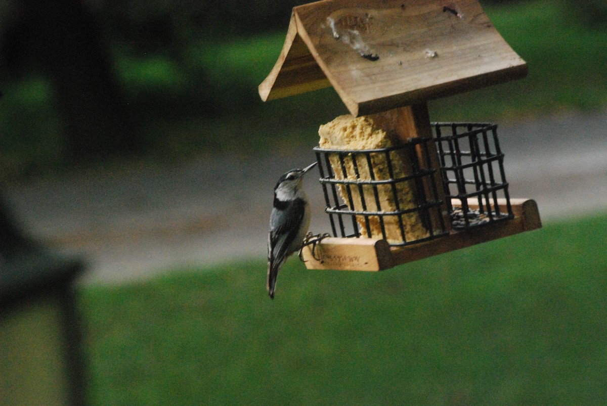 White-breasted Nuthatch - Ben Fisher