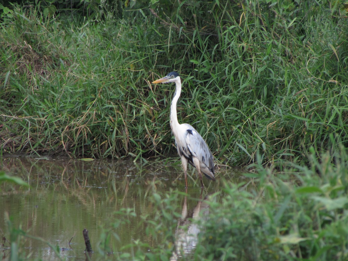 Cocoi Heron - ML58109691