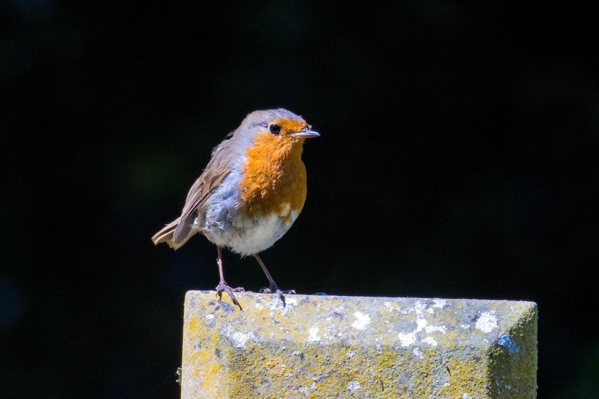 European Robin - ML581097601