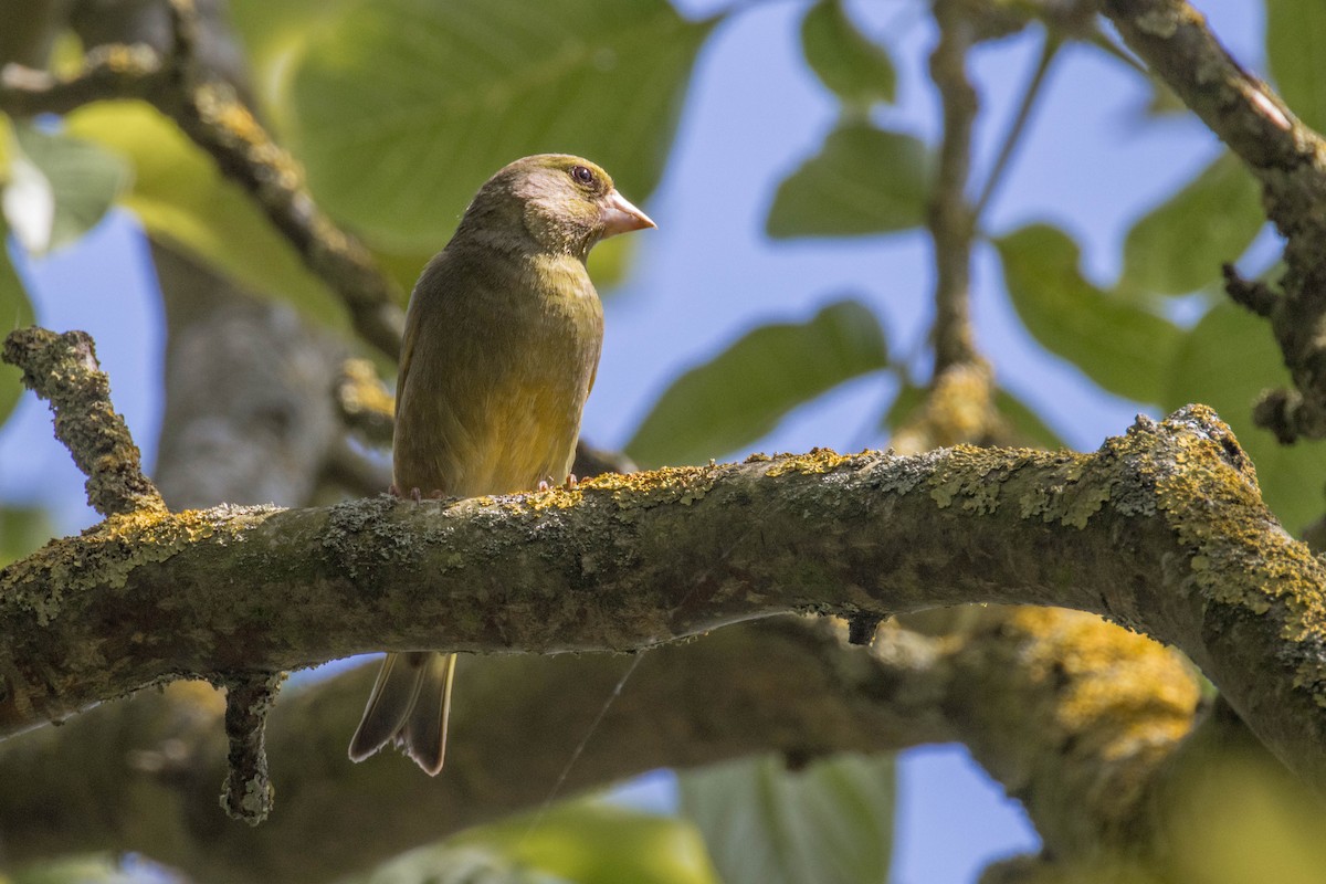 European Greenfinch - ML581097661