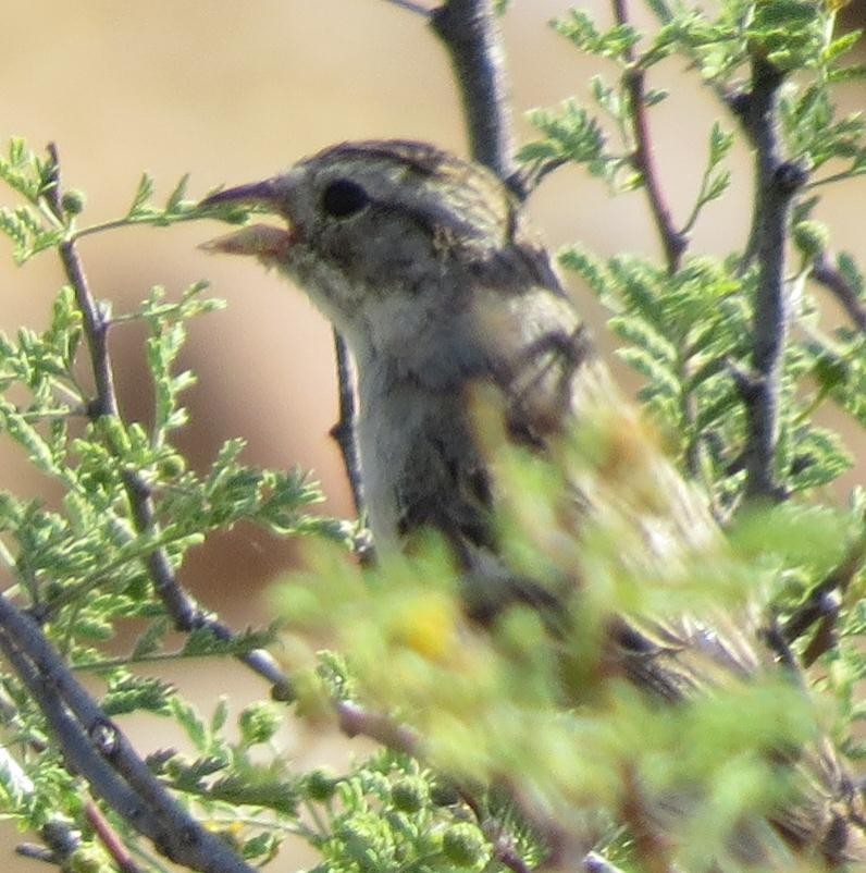 Brewer's Sparrow - ML58109771