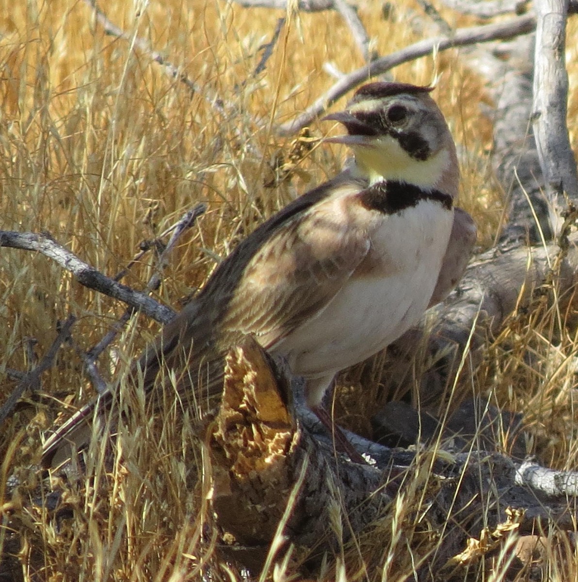 Horned Lark - ML58109841