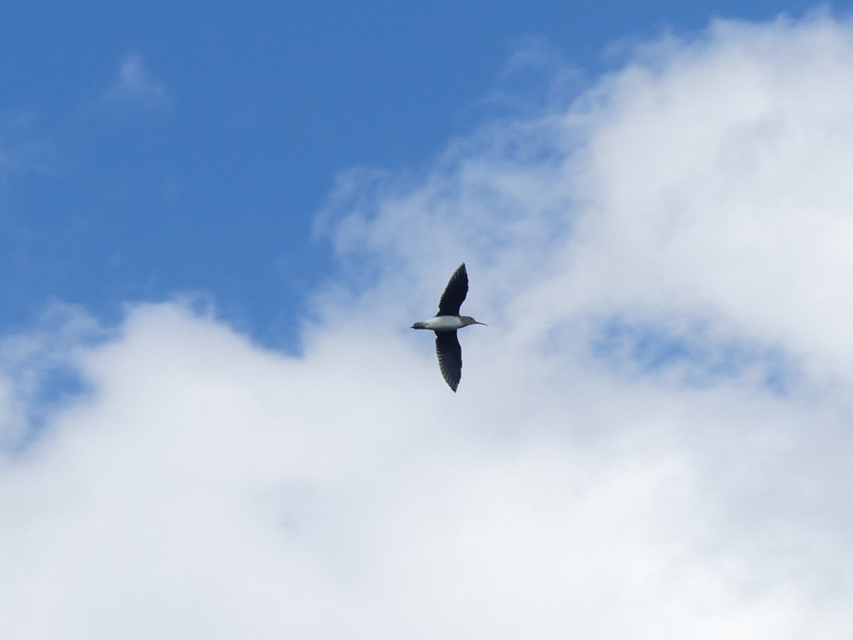 Green Sandpiper - ML581098421