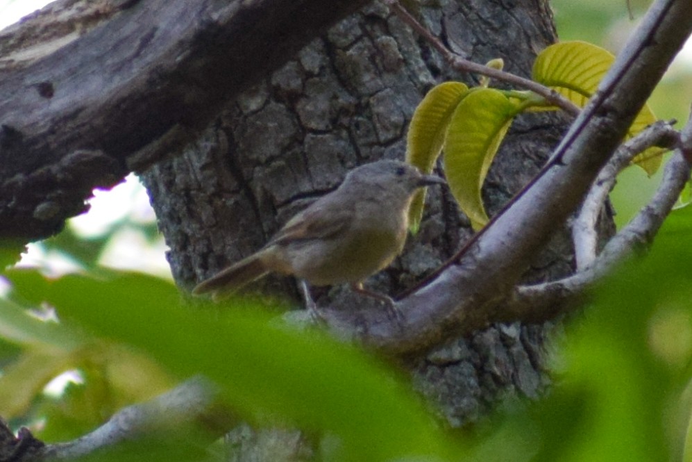 Brown-cheeked Fulvetta - ML581098691