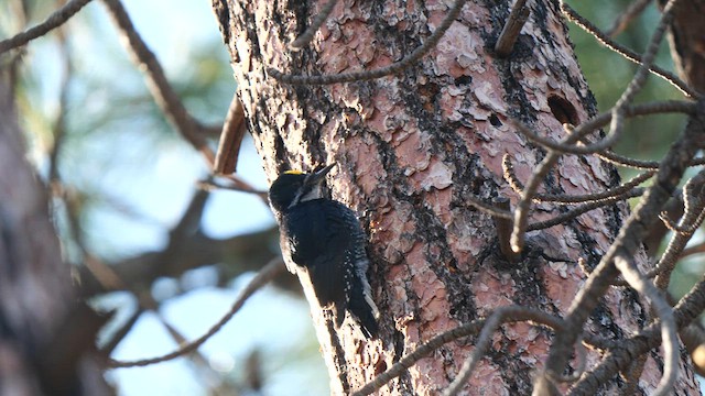 Black-backed Woodpecker - ML581098701