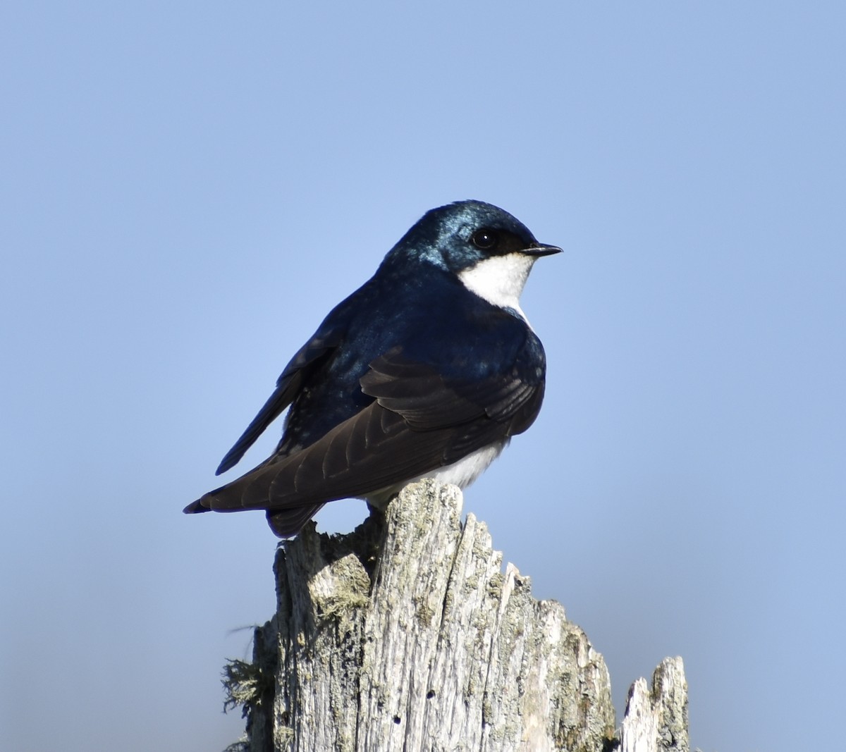 Golondrina Bicolor - ML581099381