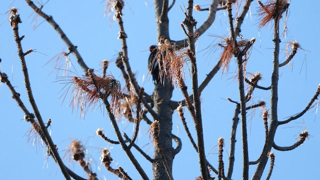 White-headed Woodpecker - ML581099431