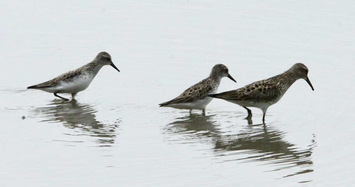 Semipalmated Sandpiper - ML581099751