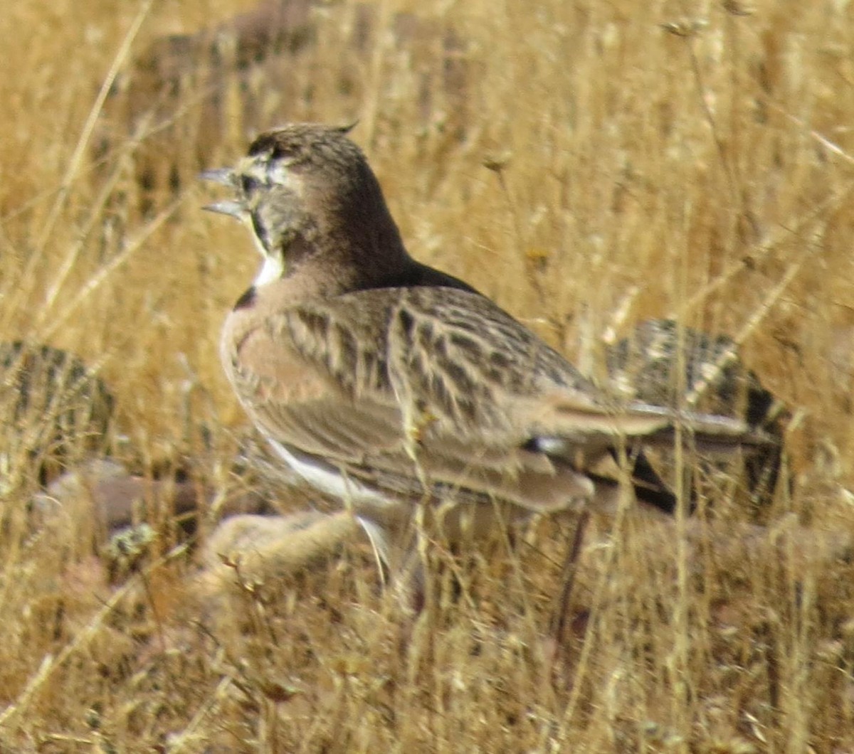 Horned Lark - ML58109991
